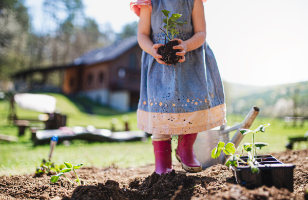 Unrecognizable small girl holding strawberry plant outdoors in garden, sustainable lifestyle concept.