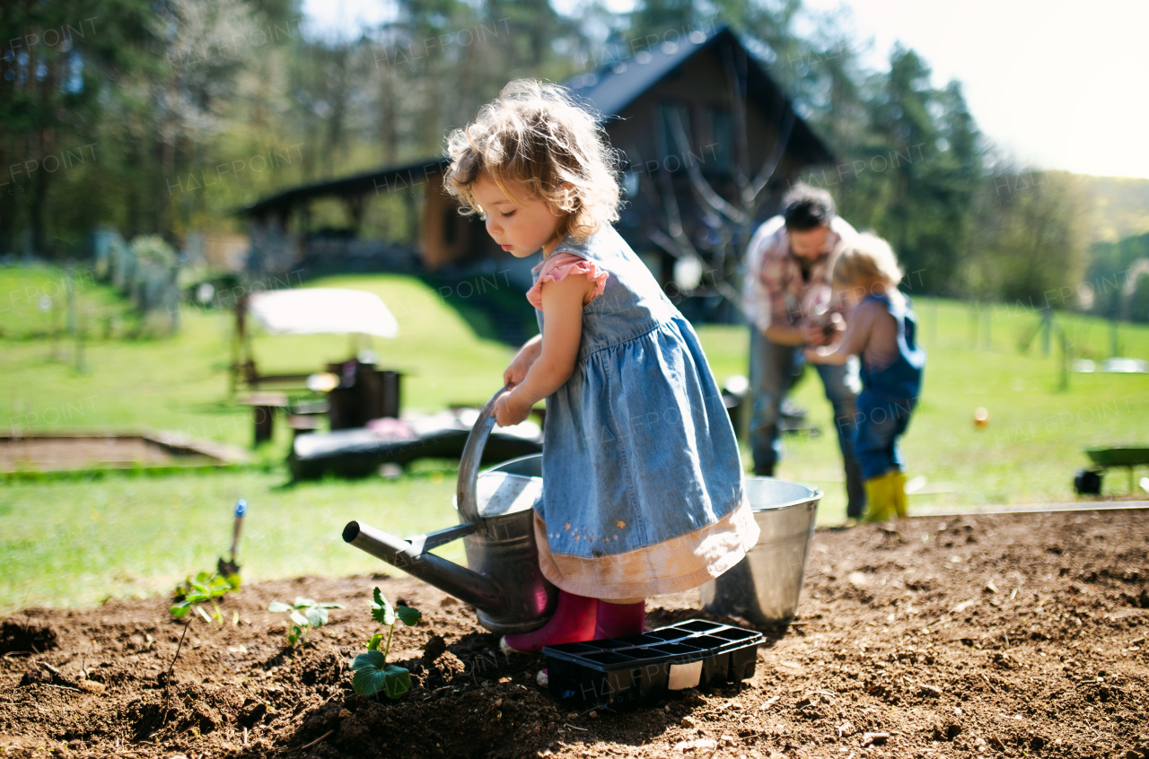 Small girl with family watering outdoors in garden, gardening and sustainable lifestyle concept.