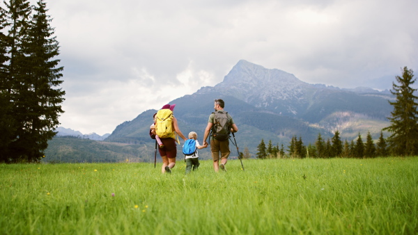 Rear view of family with small children hiking outdoors in summer nature, talking.