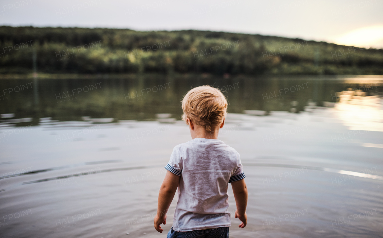 A rear view of small toddler boy walking outdoors in a river in summer.