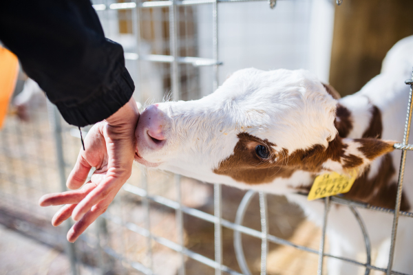 Midsection of worker working on diary farm, agriculture industry. Animal care concept.