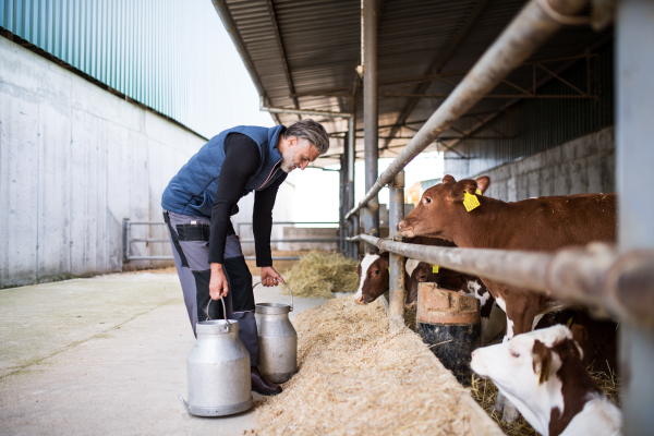 A mature man worker working on diary farm, agriculture industry.