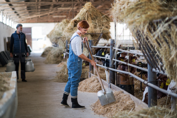 Man and woman workers working on a diary farm, agriculture industry.