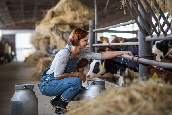 A woman worker with hay working on diary farm, agriculture industry.