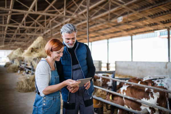 Man and woman managers using tablet on diary farm, agriculture industry. Copy space.