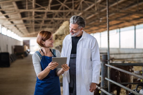 Front view of man and woman managers or workers on diary farm, agriculture industry.