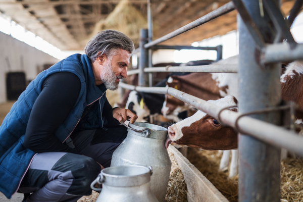 A mature man worker working on diary farm, agriculture industry.