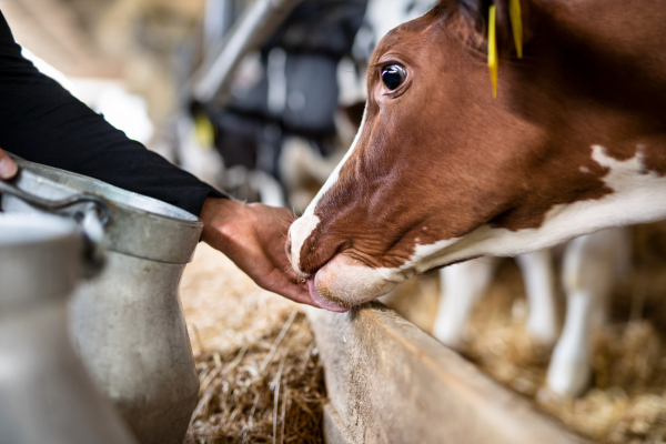 Hand of unrecognizable worker feeding cows on diary farm, agriculture industry.