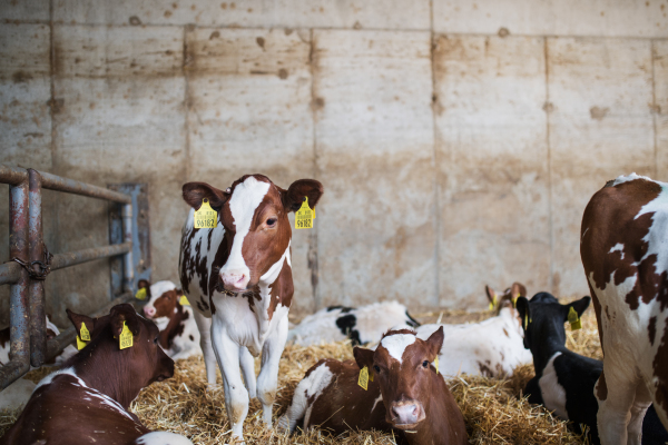 Calves cows on a diary farm, an agriculture industry.