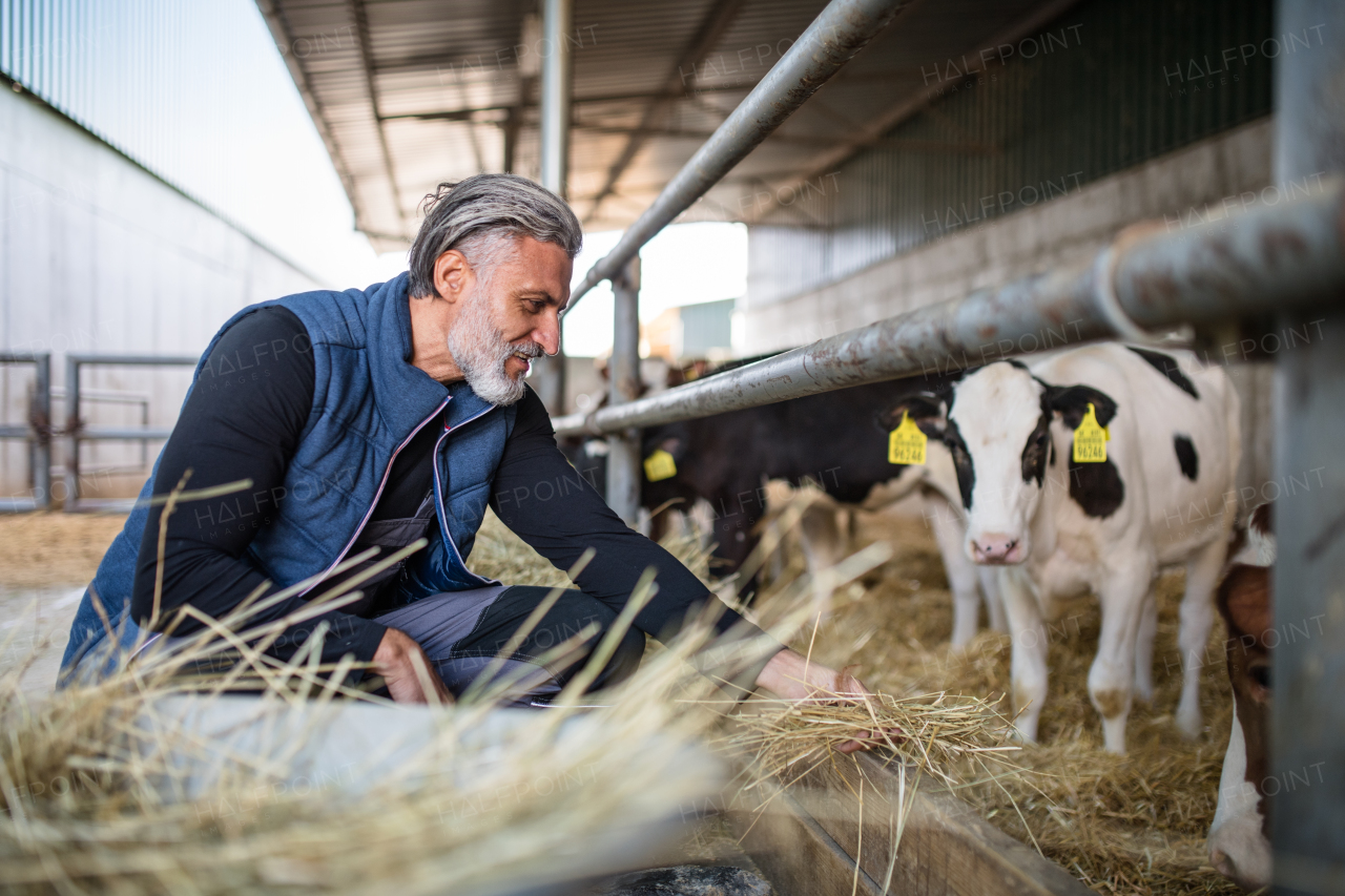 A mature man worker working on diary farm, agriculture industry.