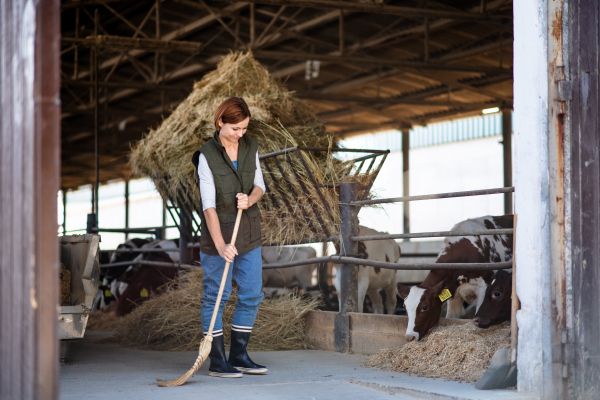 A woman worker working on diary farm, agriculture industry.