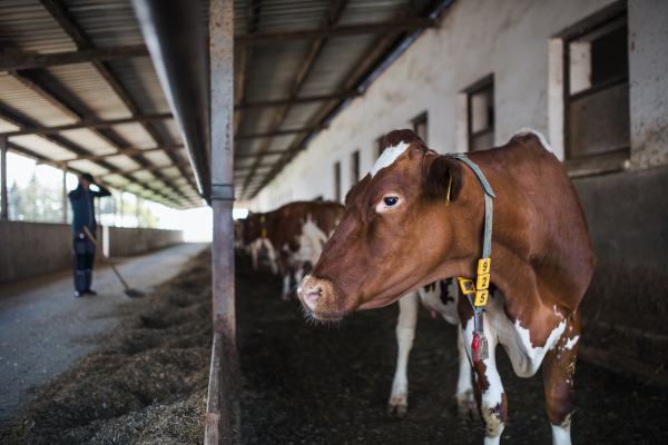 Cows on a diary farm, an agriculture industry.