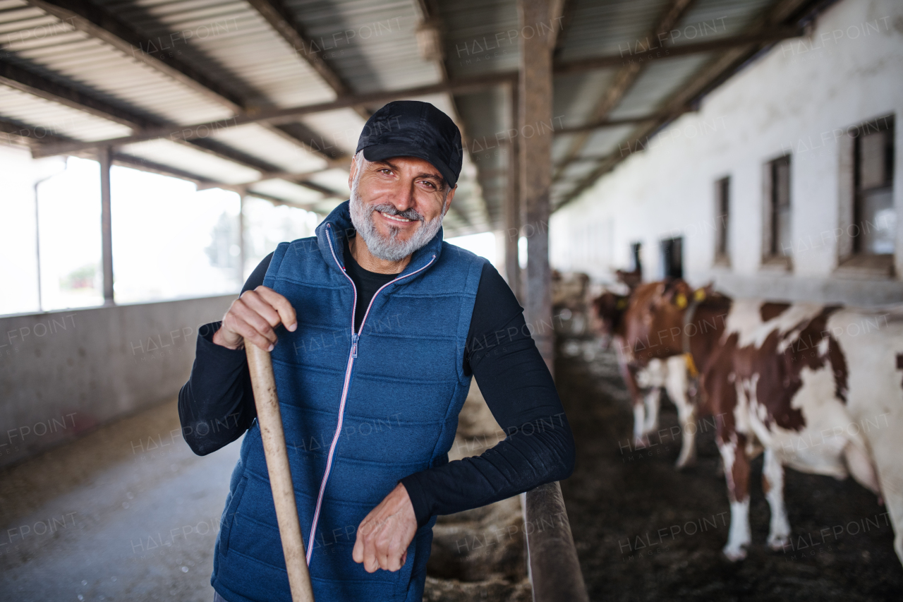 A mature man worker working on diary farm, agriculture industry.