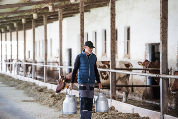 A mature man worker with cans working on diary farm, agriculture industry.