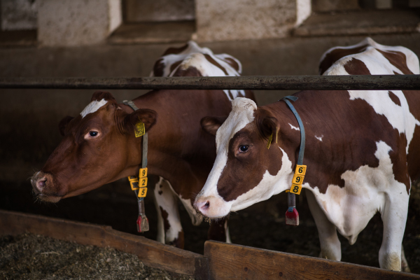 Calves cows on a diary farm, an agriculture industry.