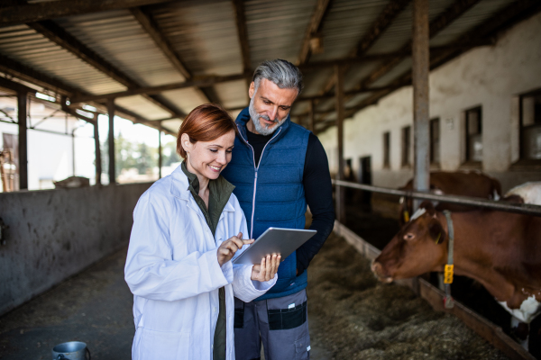 A woman manager and man worker using tablet on diary farm, agriculture industry.