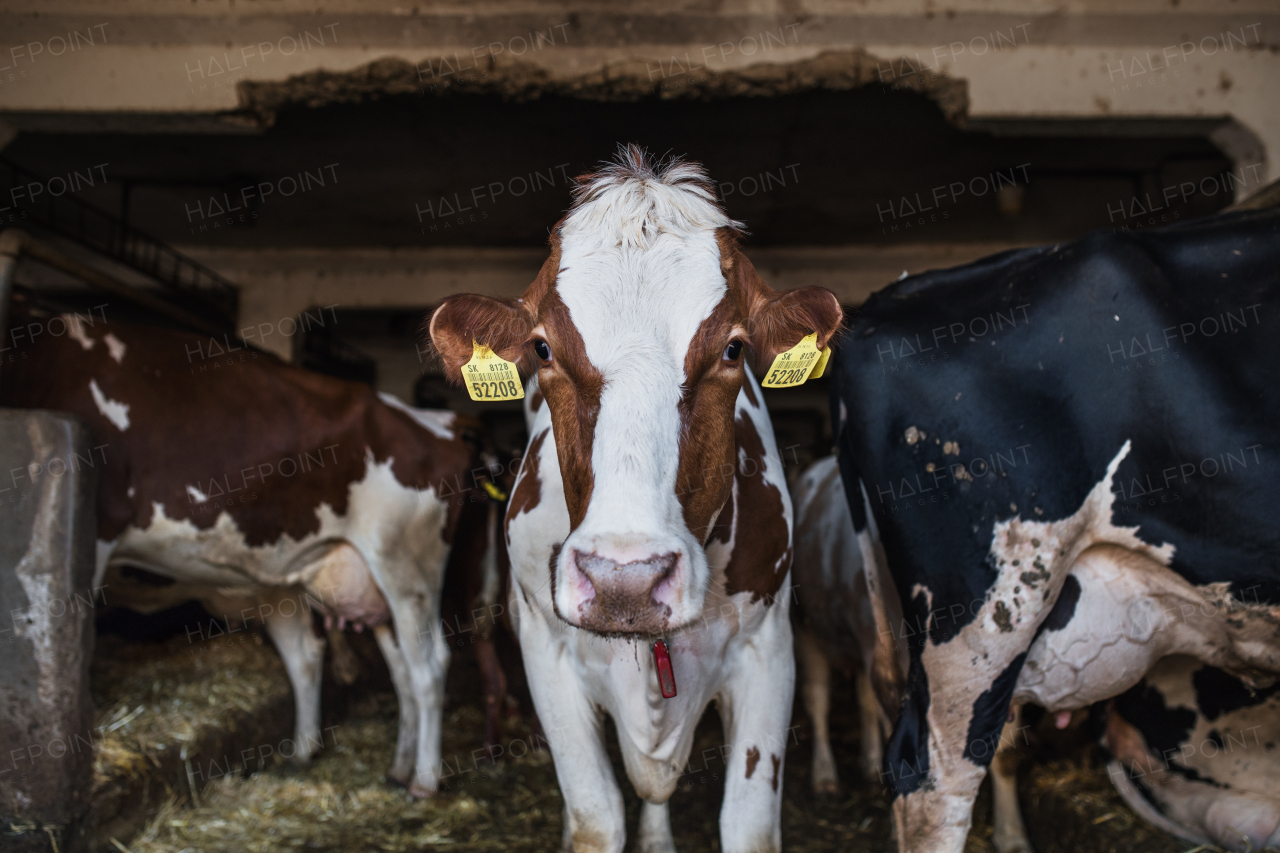 Cows on a diary farm, an agriculture industry.