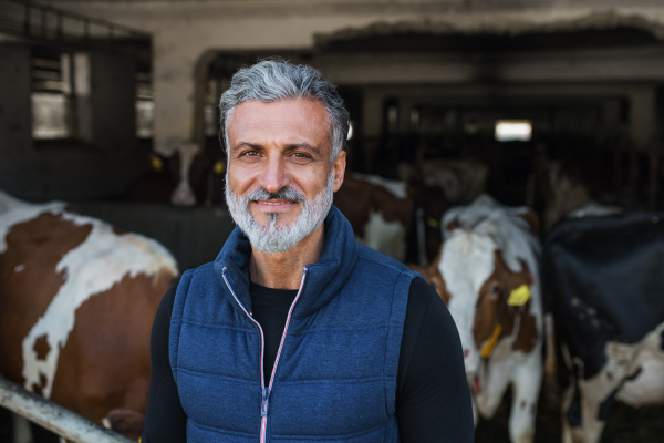 A mature man worker looking at camera on diary farm, agriculture industry.