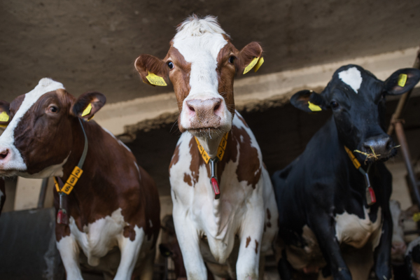 Calves cows on a diary farm, an agriculture industry.