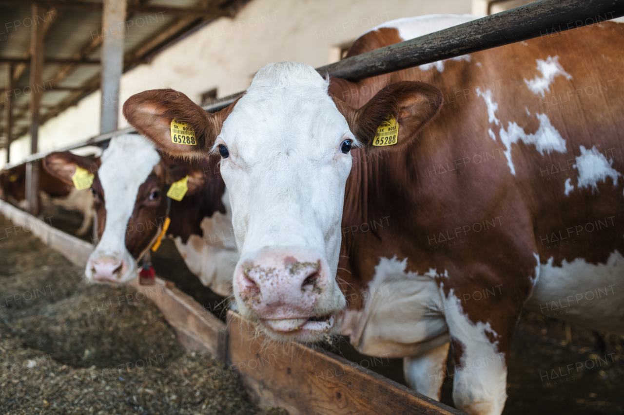 Cows on a diary farm, an agriculture industry.