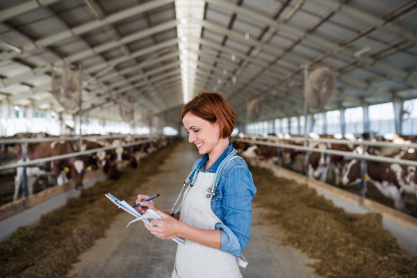 A woman veterinary doctor working on diary farm, agriculture industry.