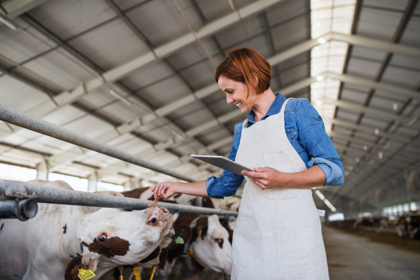 Woman manager with tablet working on diary farm, agriculture industry. Copy space.