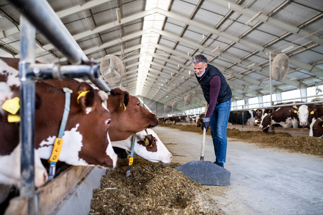 A mature man worker working on diary farm, agriculture industry.