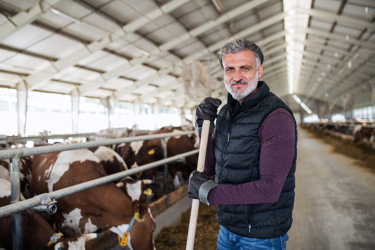 A mature man worker working on diary farm, agriculture industry.