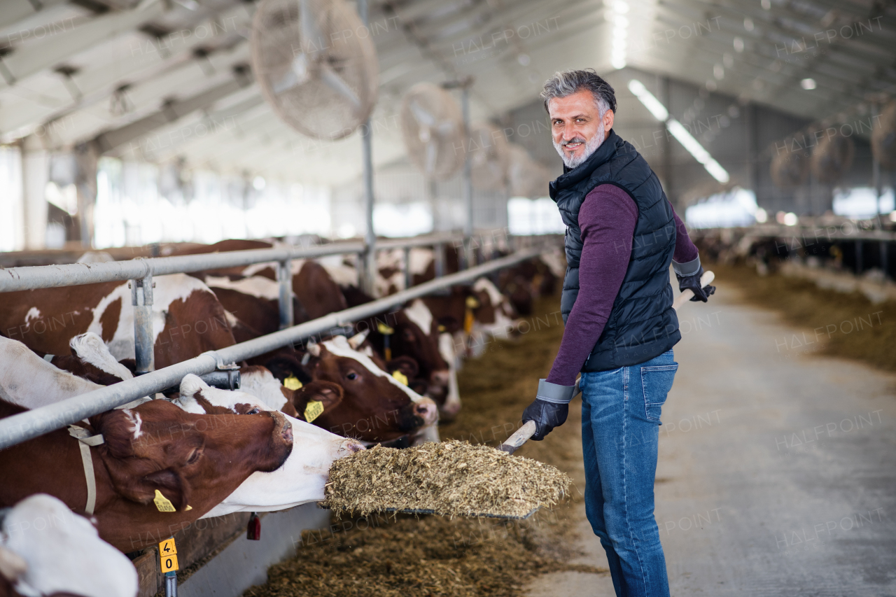 A mature man worker working on diary farm, agriculture industry.