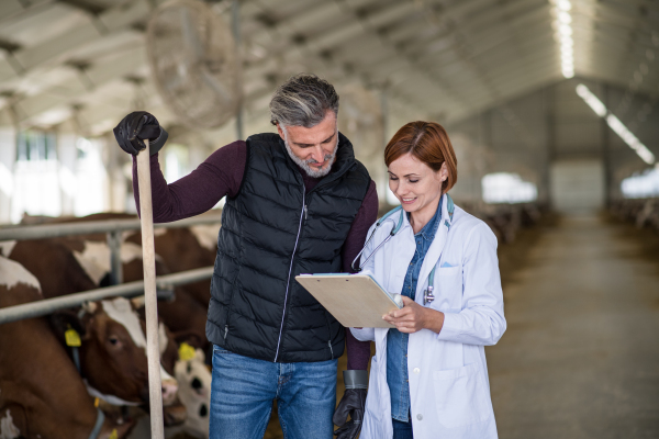 Man manager and veterinary doctor talking on diary farm, agriculture industry.