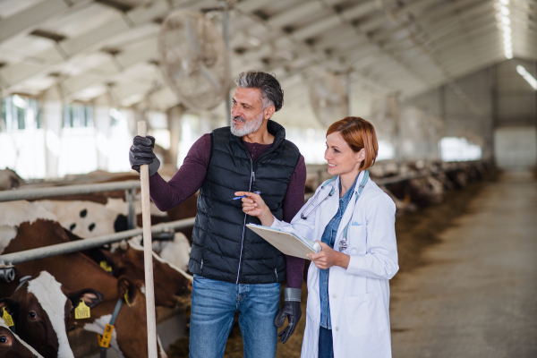 Man manager and veterinary doctor talking on diary farm, agriculture industry.