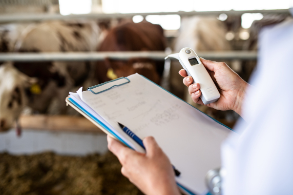 Midsection of unrecognizable veterinary doctor working on diary farm, agriculture industry.