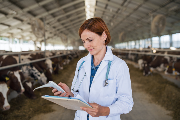 Woman veterinary doctor with thermometer working on diary farm, agriculture industry.