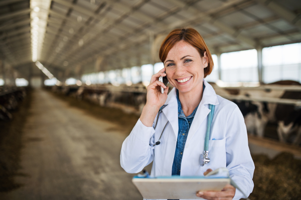 A woman veterinary doctor working on diary farm, agriculture industry.