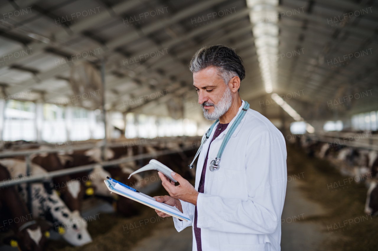 Mature man veterinary doctor working on diary farm, agriculture industry.