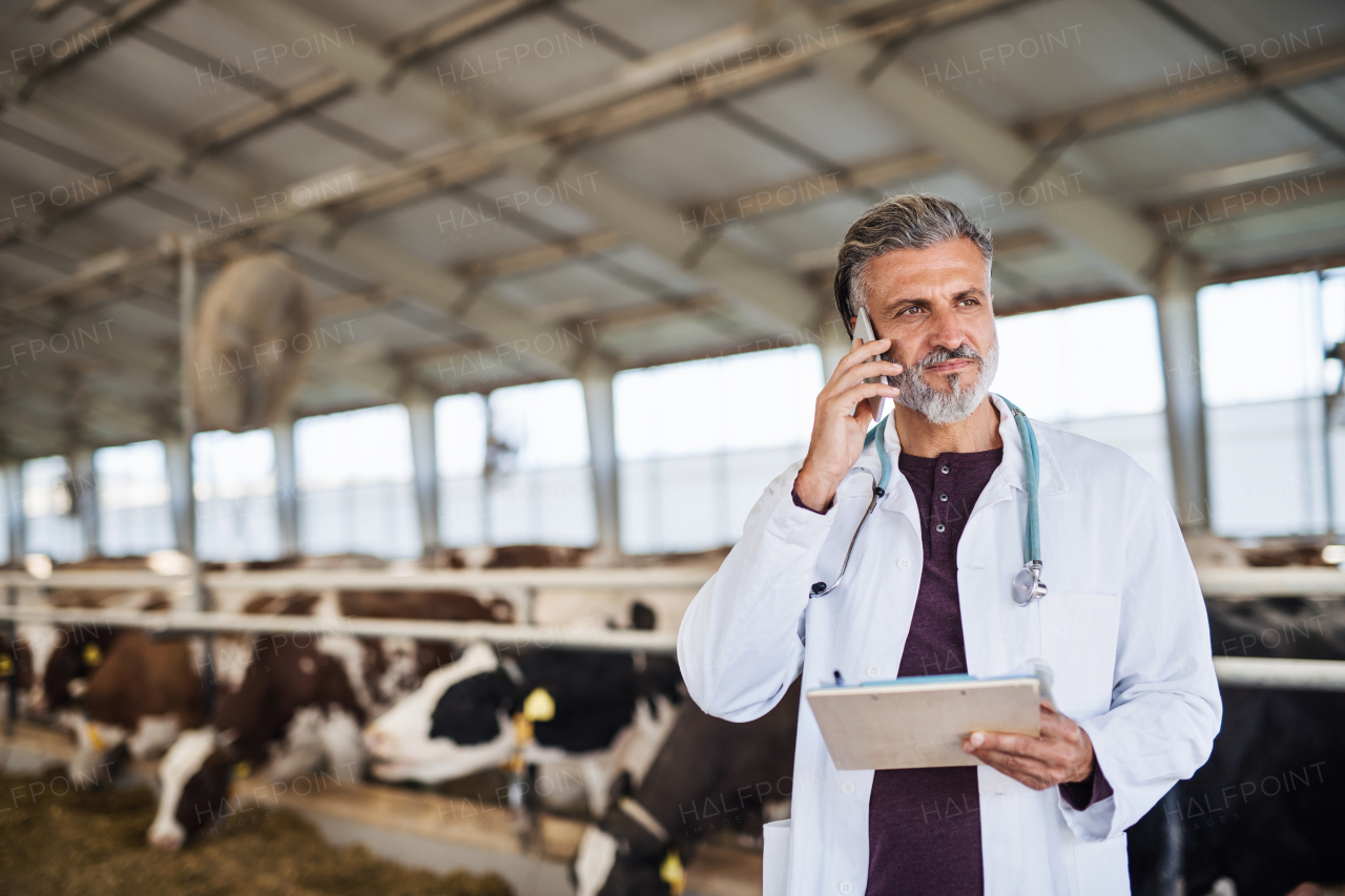 A man veterinary doctor working on diary farm, agriculture industry.