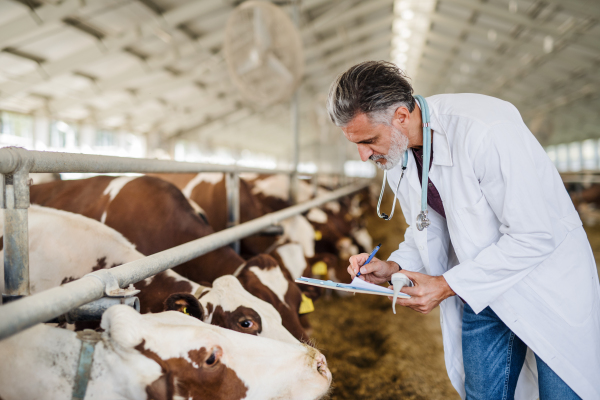 A man veterinary doctor working on diary farm, agriculture industry.