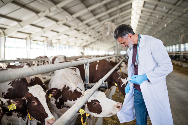 Mature man veterinary doctor working on diary farm, agriculture industry.