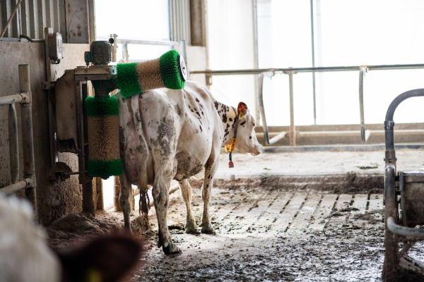 Cow using back scratcher on diary farm, agriculture industry. Copy space.