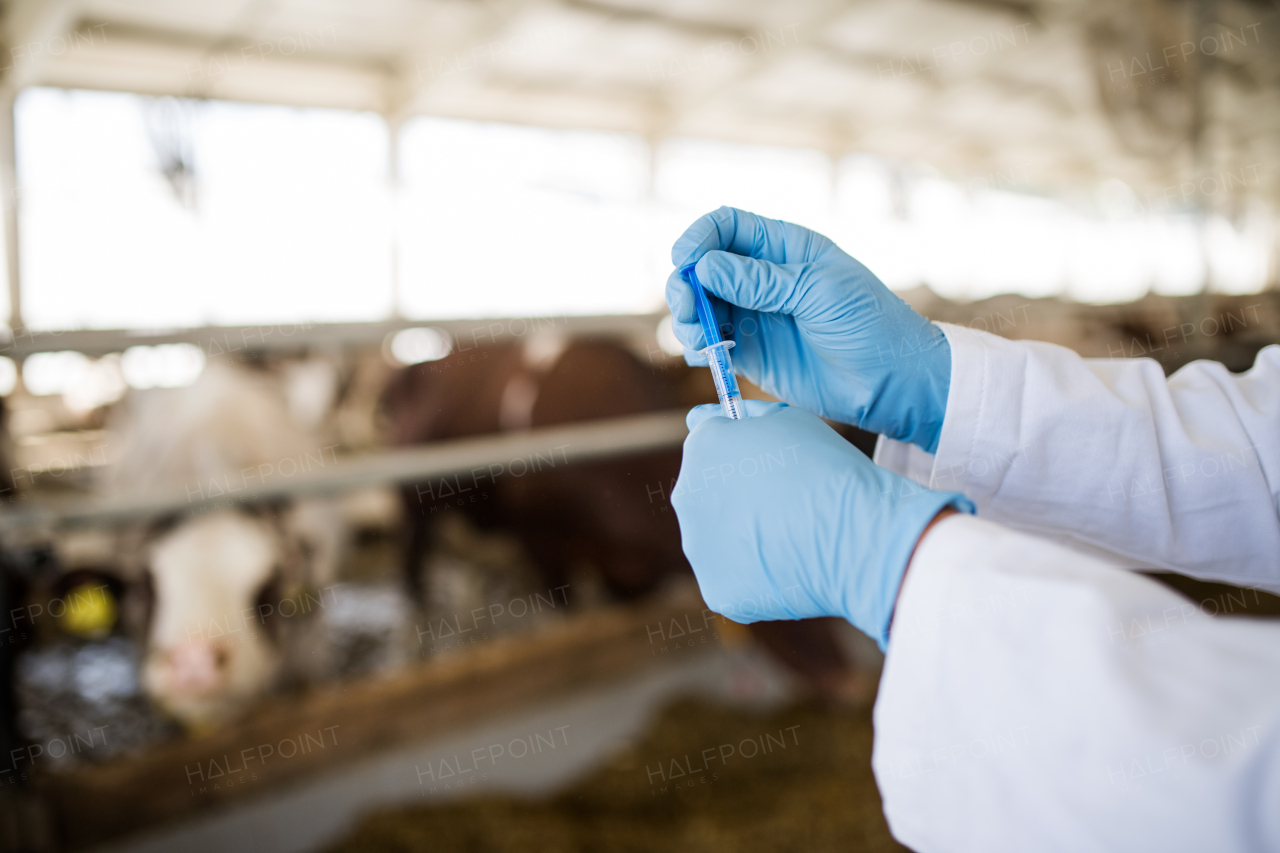 Hands of unrecognizable veterinary doctor with syringe working on diary farm, agriculture industry.