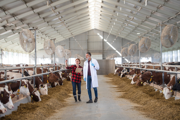 A woman manager and veterinary doctor talking on diary farm, agriculture industry.