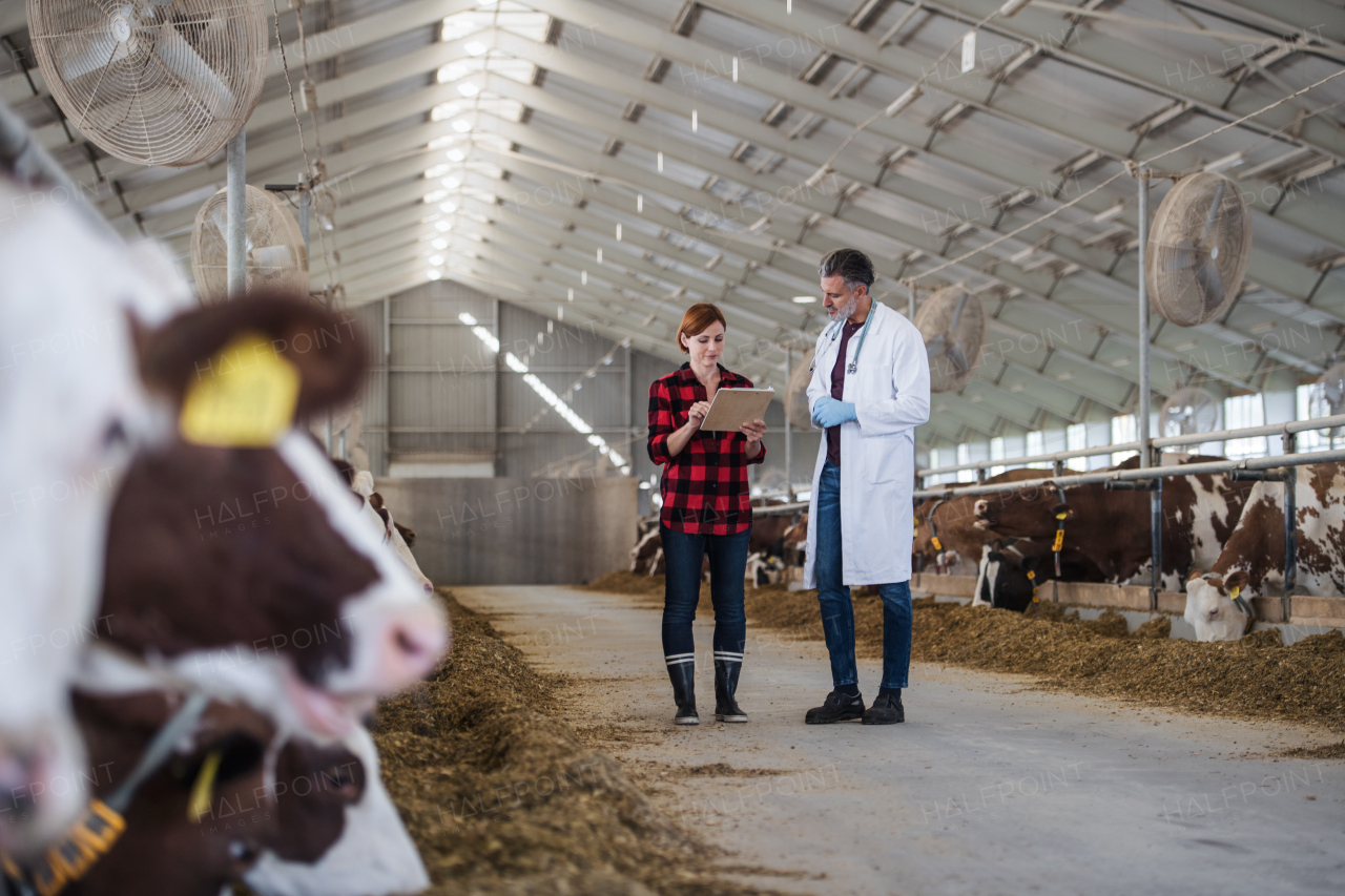 Woman manager and veterinary doctor talking on diary farm, agriculture industry.