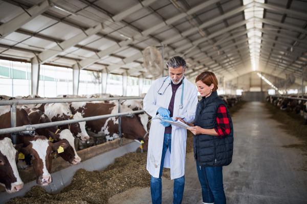 Woman manager and veterinary doctor talking on diary farm, agriculture industry.