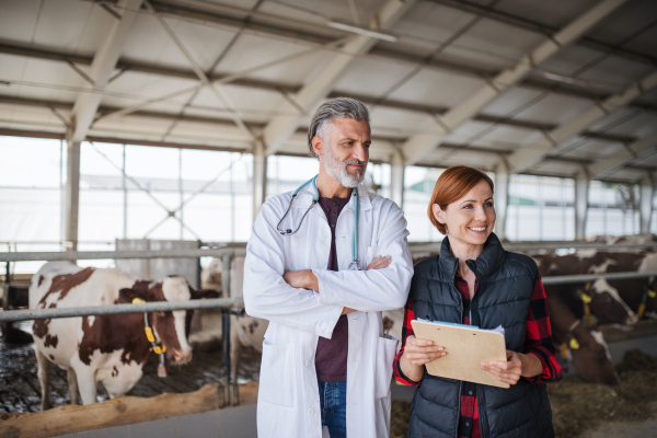 A woman manager and veterinary doctor talking on diary farm, agriculture industry.