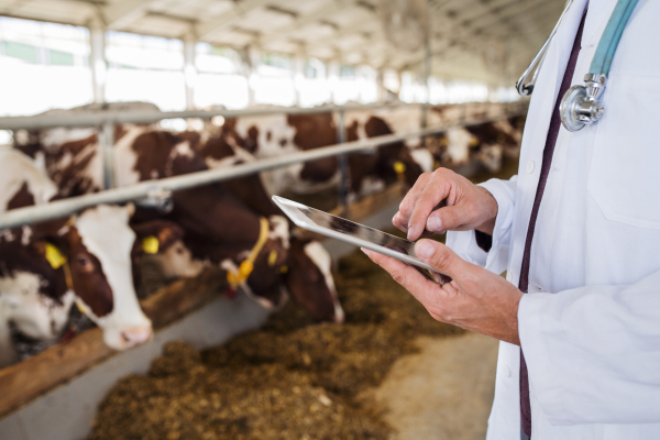 Unrecognizable veterinary doctor with smartphone working on diary farm, agriculture industry.