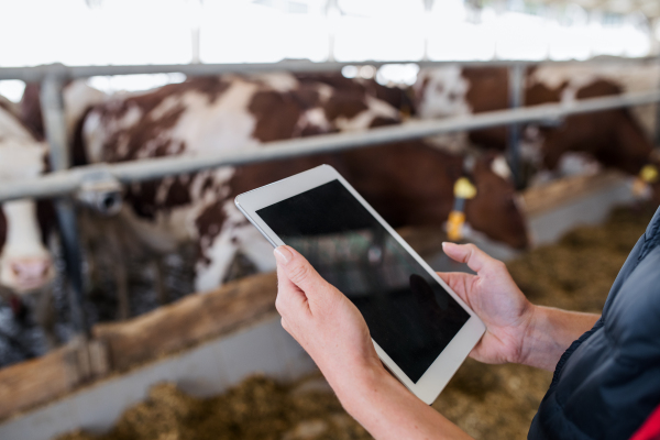 Midsection of woman manager with tablet standing on diary farm, agriculture industry. Copy space.