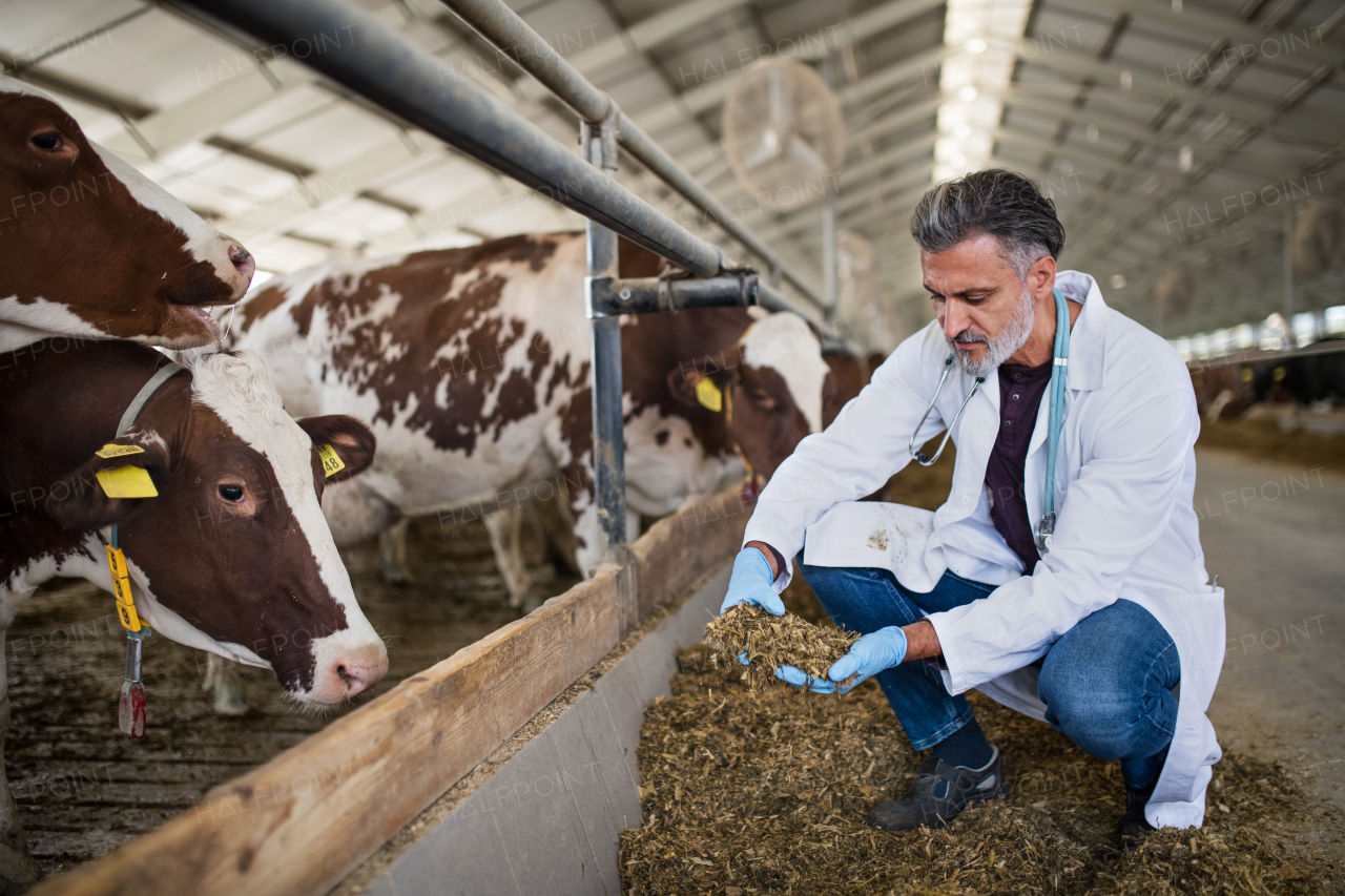 A man veterinary doctor working on diary farm, agriculture industry.