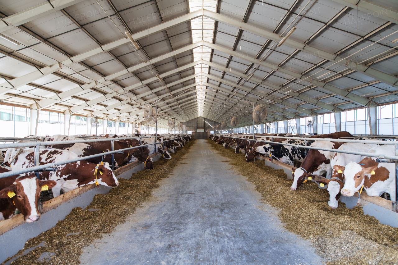 Cows on a diary farm, an agriculture industry.