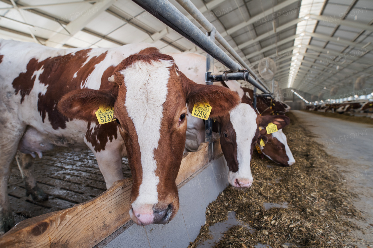 Cows on a diary farm, an agriculture industry.