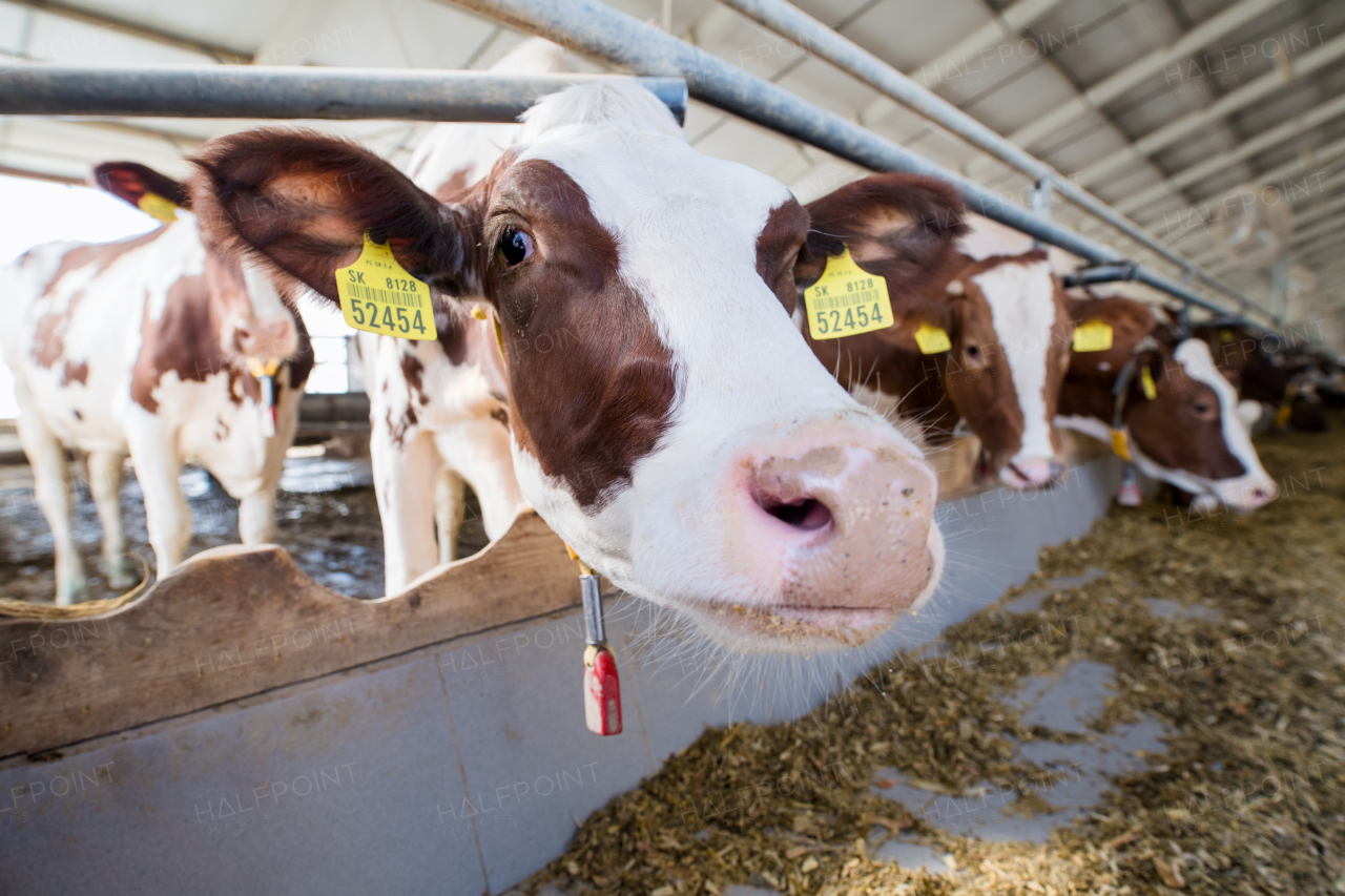 Cows on a diary farm, an agriculture industry.